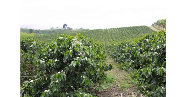 Ethiopia Yirgacheffe Washed  Kolébka kávy v šálku