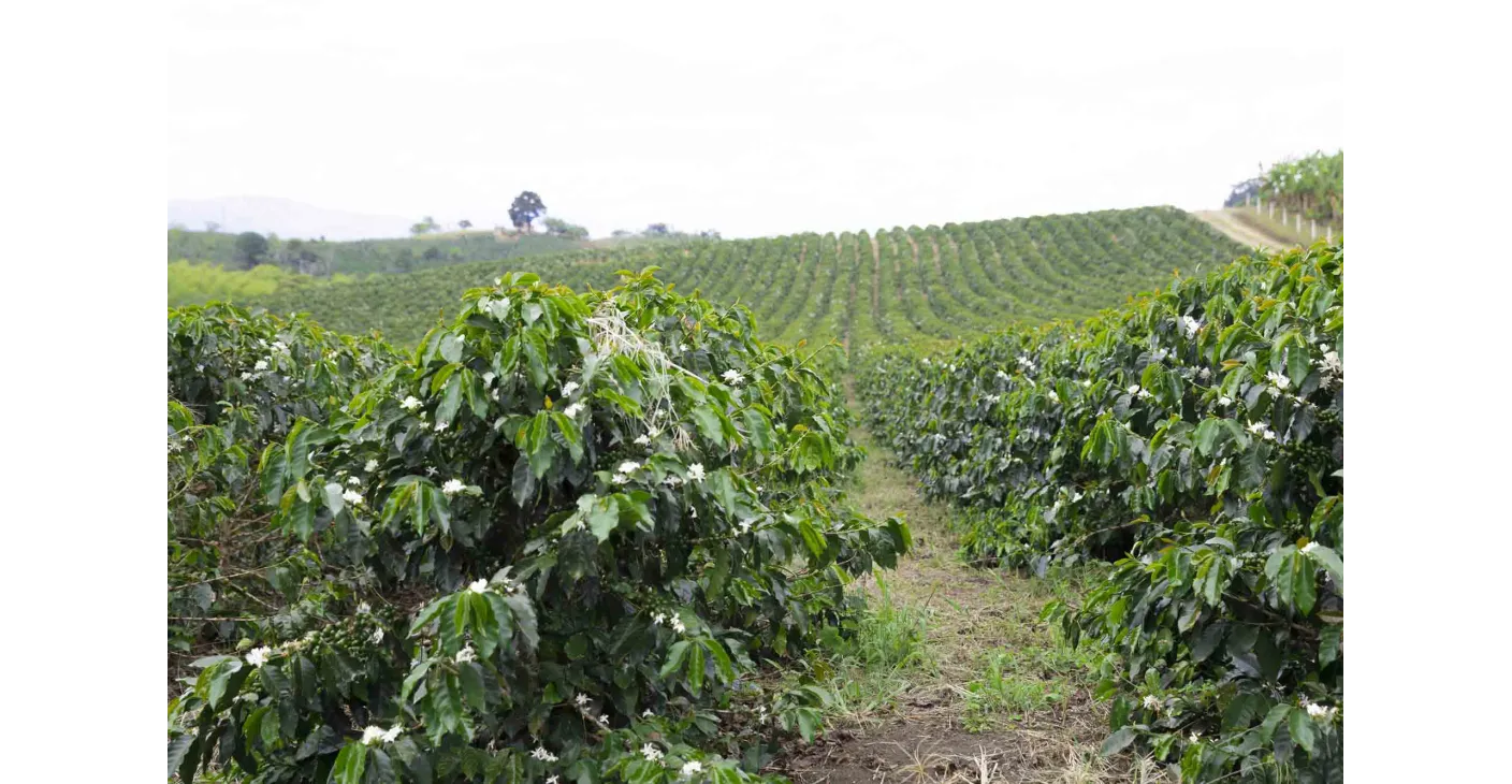 Ethiopia Yirgacheffe Washed  Kolébka kávy v šálku