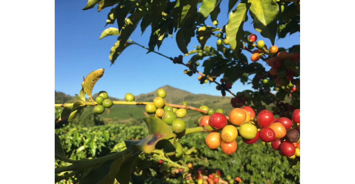 Brasil Cerrado Doce Diamantina sladký diamant Brazílie